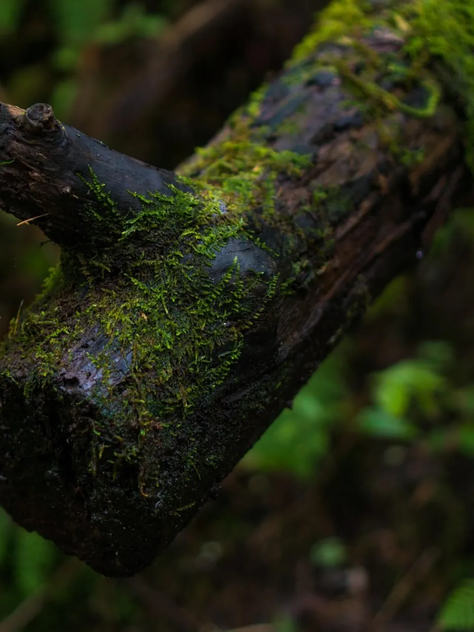 Moss on a raw log